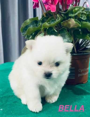 BELLA 1MOIS