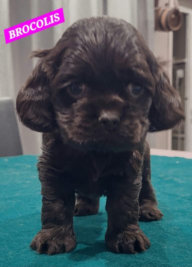 BROCOLIS 1MOIS