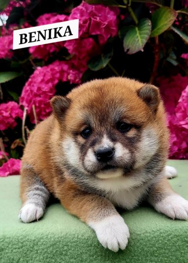 BENIKA 1MOIS