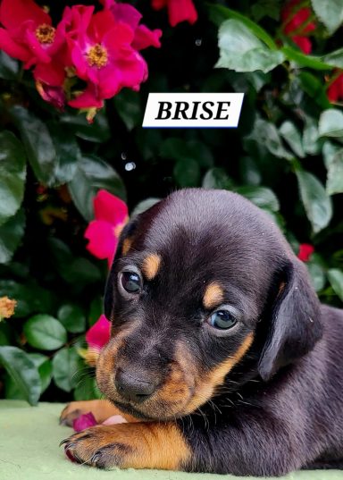 BRISE 4SEMAINES