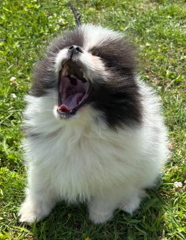 BALOO 9semaines