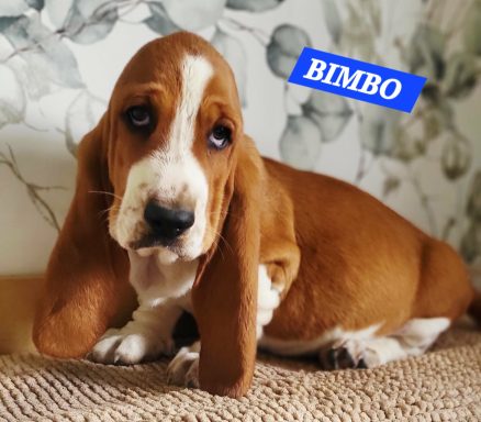 BIMBO 2MOIS ET DEMI