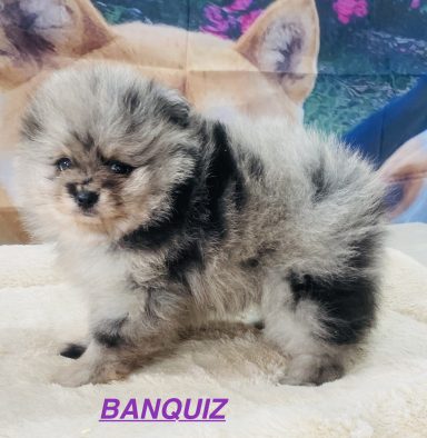 BANQUIZ 01/09
