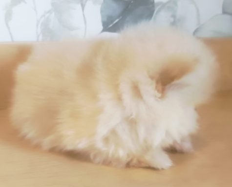 SOOKEE (BLANQUETTE) 1MOIS ET DEMI