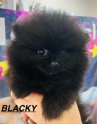 BLACKY 01/09