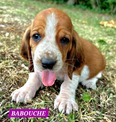 BABOUCHE 1MOIS
