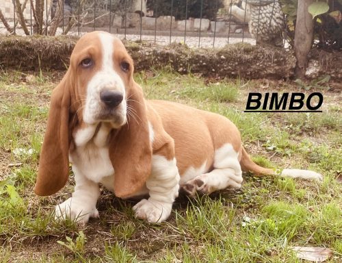 BIMBO 01/09