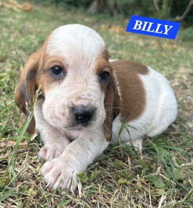 BILLY 1MOIS