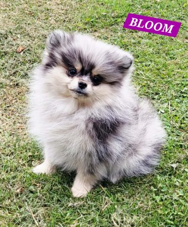 BLOOM 01/07