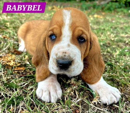 BABYBEL 1MOIS