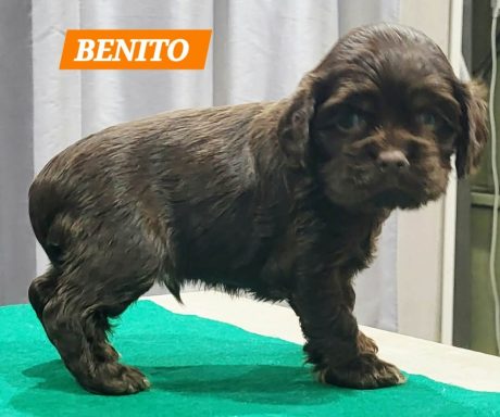 BENITO 1MOIS