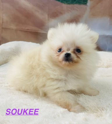 SOOKEE 01/09