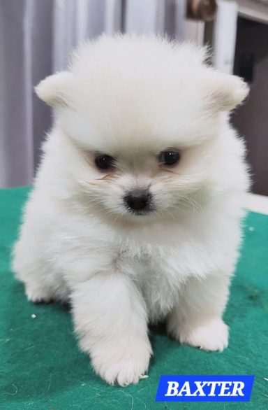 BAXTER 1MOIS ET 10JOURS