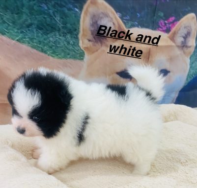 BLACK & WHITE 01/09