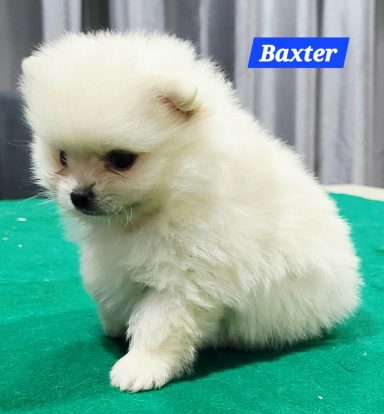 BAXTER 1MOIS ET 10JOURS