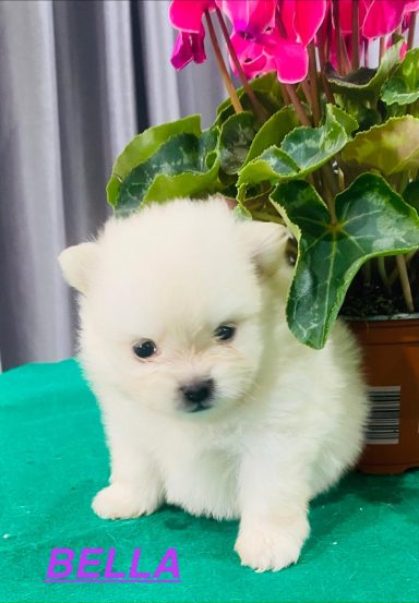 BELLA 1MOIS