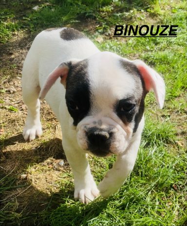 BINOUZE 01/09