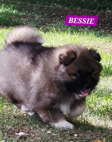 BESSIE 1MOIS ET DEMI