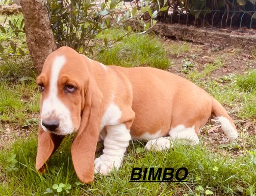 BIMBO 01/09