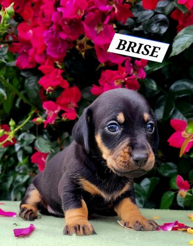 BRISE 4SEMAINES
