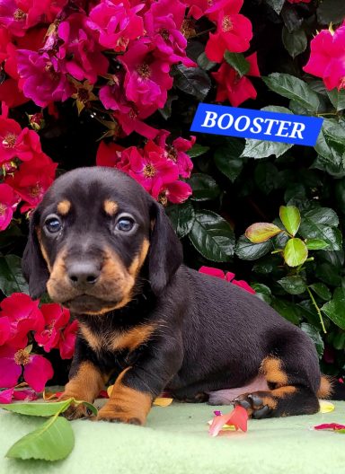 BOOSTER 4SEMAINES