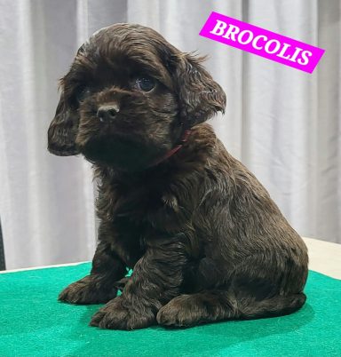 BROCOLIS 1MOIS