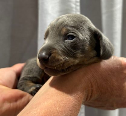 BARNEY 13jours