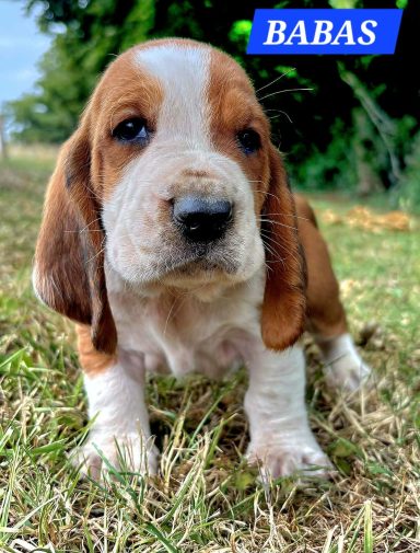 BABAS 1MOIS