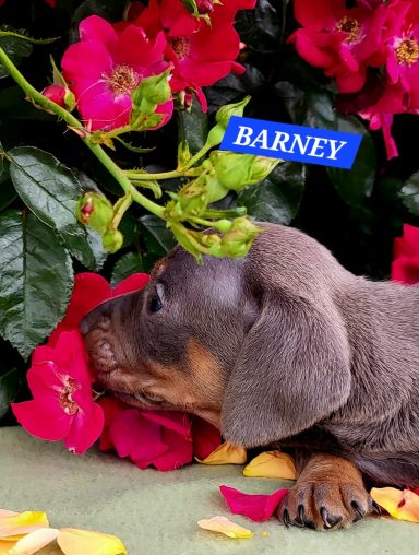 BARNEY 4SEMAINES