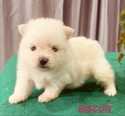 BISCUIT 1MOIS