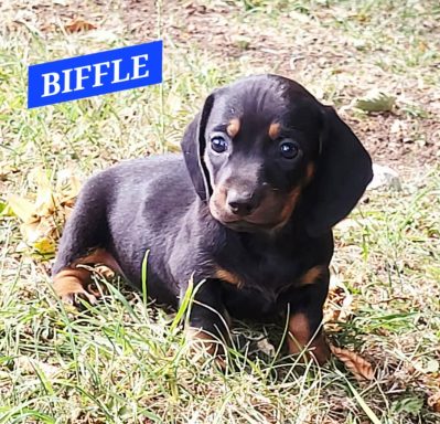 BIFLE 5SEMAINES