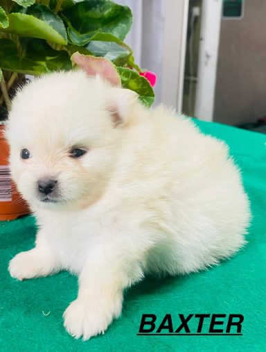 BAXTER 1MOIS