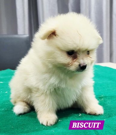 BISCUIT 1MOIS ET 10JOURS