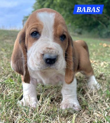 BABAS 1MOIS