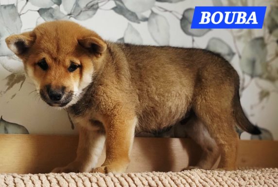 BOUBA 2MOIS ET DEMI