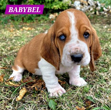 BABYBEL 1MOIS