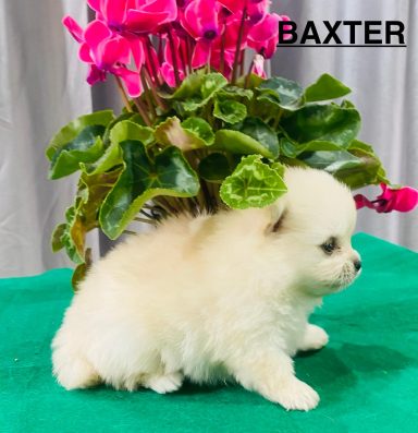 BAXTER 1MOIS