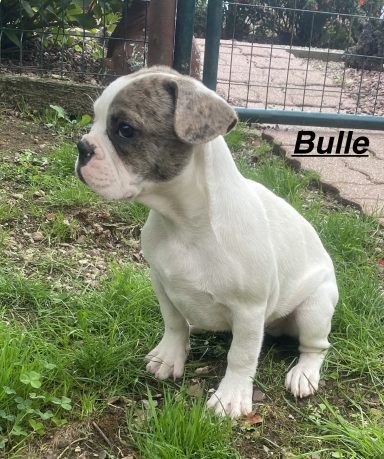 BULLE 01/09