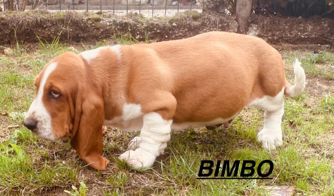 BIMBO 01/09