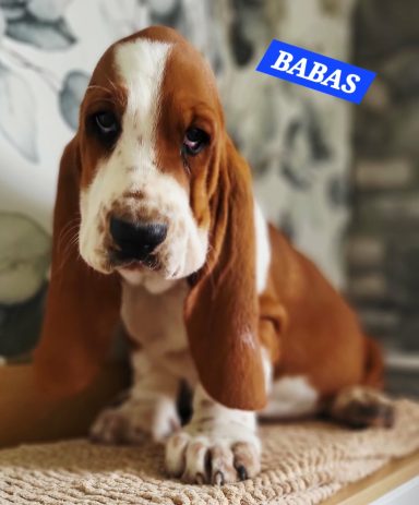 BABAS 2MOIS ET DEMI