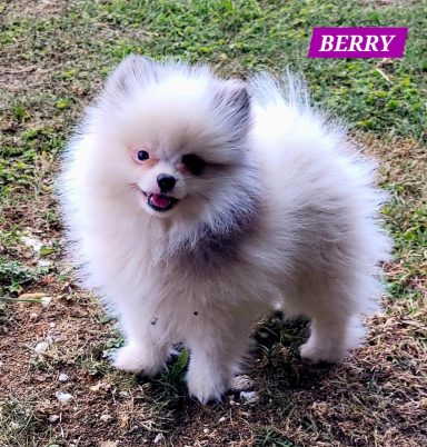 BERRY 3MOIS