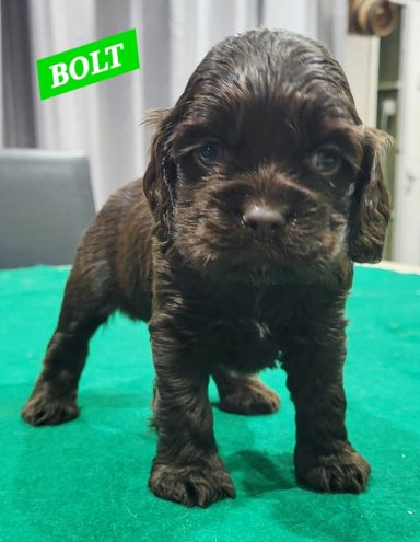 BOLT 1MOIS