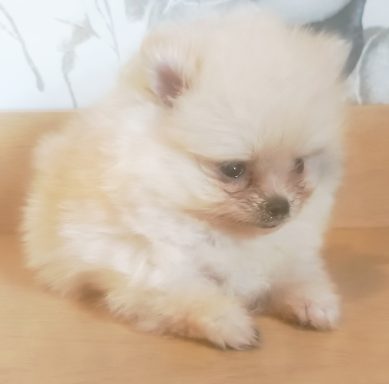 SOOKEE (BLANQUETTE) 1MOIS ET DEMI