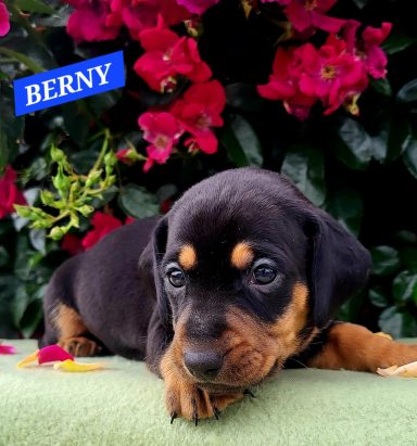 BERNY 4SEMAINES