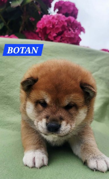 BOTAN 1MOIS