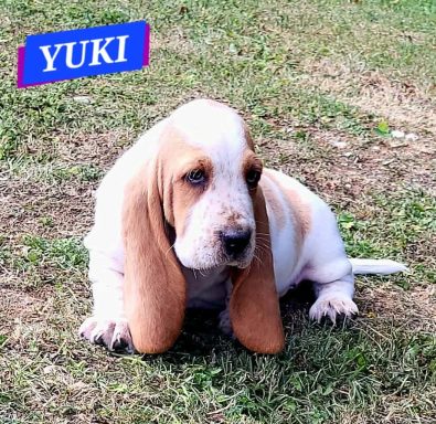 YUKI 7SEMAINES