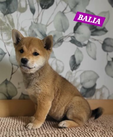 BALIA 2MOIS ET DEMI