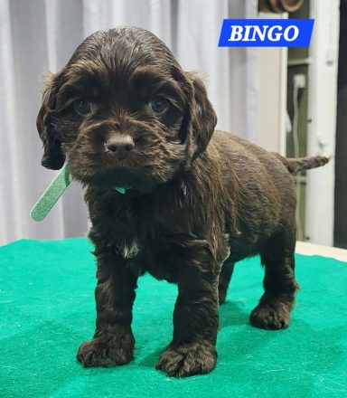BINGO 1MOIS