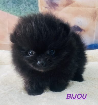 BIJOU 01/09