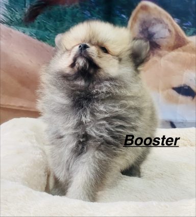 BOOSTER 01/09